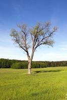 Wiese und Baum foto