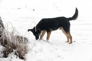 Ein einsamer kleiner Hund in der Wintersaison foto