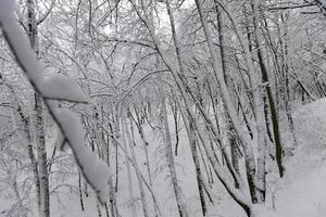 laubbäume im winter, kaltes frostiges winterwetter foto