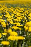 gelber löwenzahn blüht im sommer foto