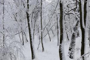 im Winter vollständig mit schneebedeckten Laubbäumen bedeckt foto