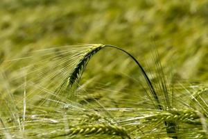 landwirtschaftliche Tätigkeit zum Anbau von Weizen foto