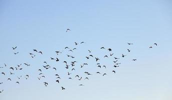 Vögel fliegen in den Himmel foto