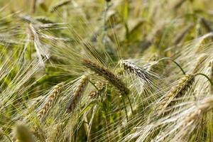 gelber reifer Roggen in einem landwirtschaftlichen Bereich foto