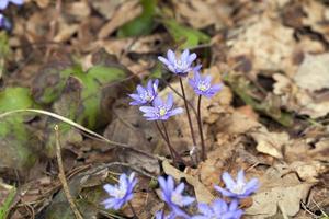 Waldpflanzen im Frühjahr foto