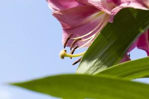 rote Lilien in der Frühjahrssaison foto