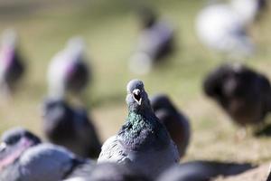 hungrige Tauben, die in der Stadt leben foto