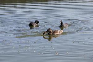 Wasservögel Wildvögel Enten in freier Wildbahn foto