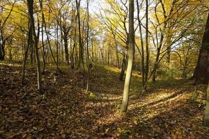 die Herbstsaison foto