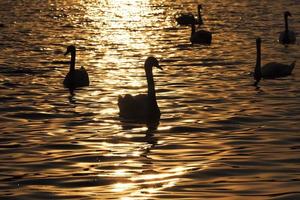 weißer Schwan schwimmt auf dem See foto