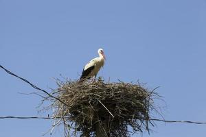 gewöhnlicher Weißstorch foto