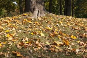 Ahornlaub in der Herbstsaison während des Laubfalls foto