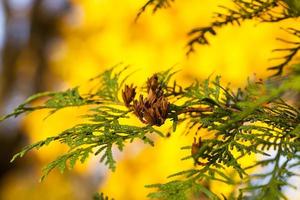 Herbstnatur und ihr Einfluss auf die Natur foto