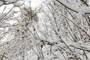 schneebedeckte Zweige junger Bäume foto