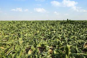 Feld mit Rote Bete foto