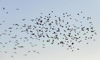 Vögel fliegen in den Himmel foto