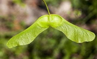 grüne Ahornsamen foto