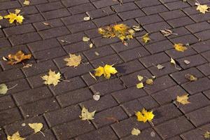 Blätter auf dem Bürgersteig, Herbst foto