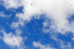 Vögel fliegen in den Himmel foto