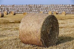 Stapel Stroh auf dem Feld foto