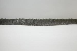 Schnee bedeckt den Boden und die Bäume, Pflanzen im Winter foto