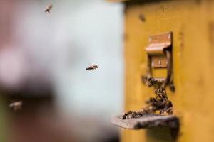Honigbienen fliegen um ihren Bienenstock