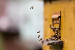 Honigbienen fliegen um ihren Bienenstock