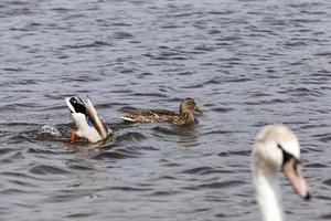 kleine Wildenten im Frühling oder Sommer in der Natur foto