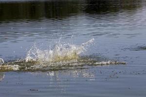 ein Hund, der im Wasser schwimmt foto