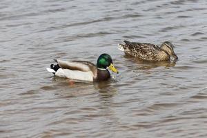 kleine Wildenten im Frühling oder Sommer in der Natur foto