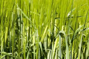 landwirtschaftliche Pflanzen im Feld foto