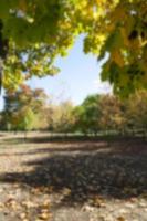 Herbst im Park foto