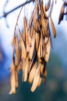 Herbst im Park foto