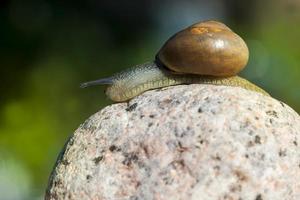 Traubenschnecke, die auf ihrem Territorium kriecht foto