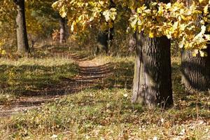 Bäume im Herbst foto