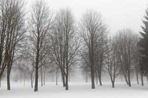 Winternebel und Bäume und andere Pflanzen foto