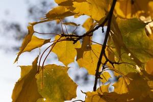 Herbstbaum mit Laub änderte seine Farbe in der Herbstsaison foto