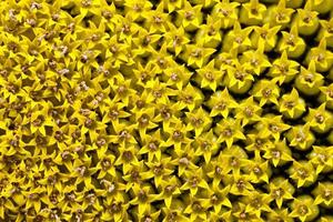 Sonnenblumenkerne, Blumenkrone foto