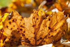 Ahornlaub in der Herbstsaison foto