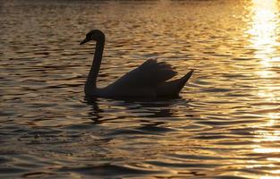 Schwimmend bei Sonnenuntergang ein Schwan foto