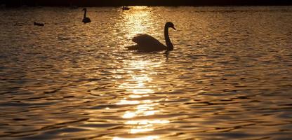 Schwimmend bei Sonnenuntergang ein Schwan foto