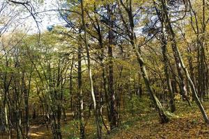 Ahornlaub im Herbstlaubfall foto