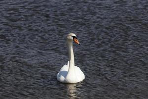 schöne Wasservögel Schwäne foto