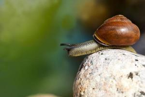 Traubenschnecke, die auf ihrem Territorium kriecht foto