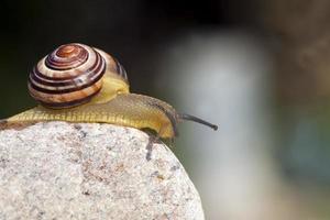 Traubenschnecke, die auf ihrem Territorium kriecht foto