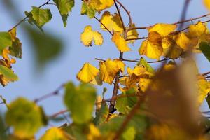 Herbstlinde mit Laub foto