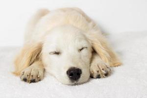 Labrador Welpe schläft foto