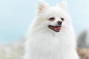 weißer pommerscher Hund