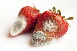 Schimmel auf Erdbeeren foto