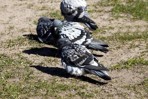 hungrige Tauben, die in der Stadt leben foto